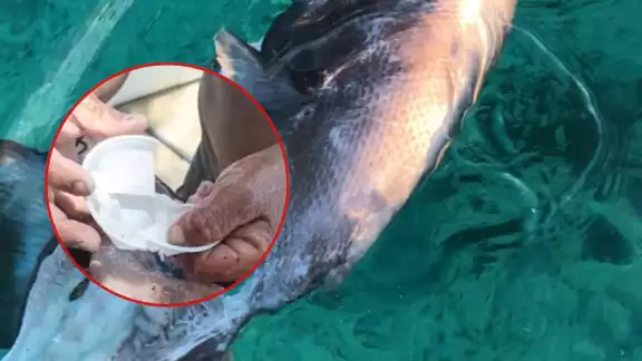 Se cree que el pez habría confundido el vaso con alimento, exponiendo así el nivel de contaminación Se cree que el pez habría confundido el vaso con alimento, exponiendo así el nivel de contaminación