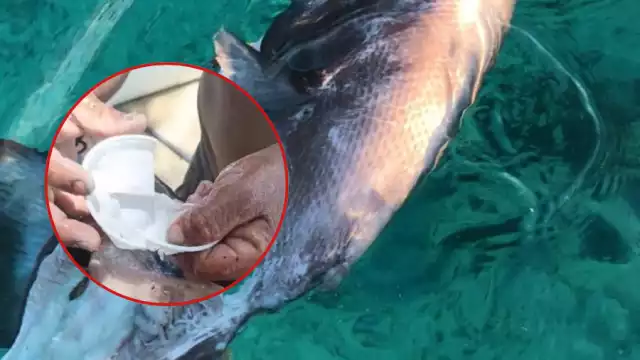 Se cree que el pez habría confundido el vaso con alimento, exponiendo así el nivel de contaminación