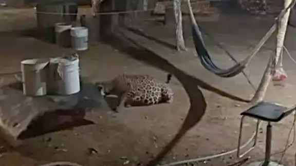 El jaguar se encontraba buscando comida en una casa El jaguar se encontraba buscando comida en una casa