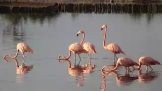 Ambientalistas llaman a proteger la costa como santuario de estas aves emblemáticas