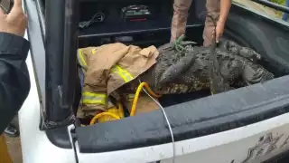 Bomberos someten a cocodrilo que paseaba por calles de Tampico