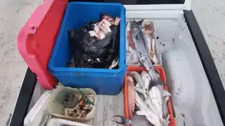 Decomisan en Yucalpetén 278 kilos de mero y caracol blanco, especies en veda