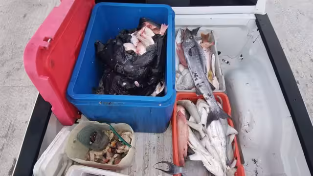 Se encontró mero y caracol blanco, especies en temporada de veda