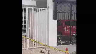 Reportan envenenamiento masivo de gatos y zarigüeyas