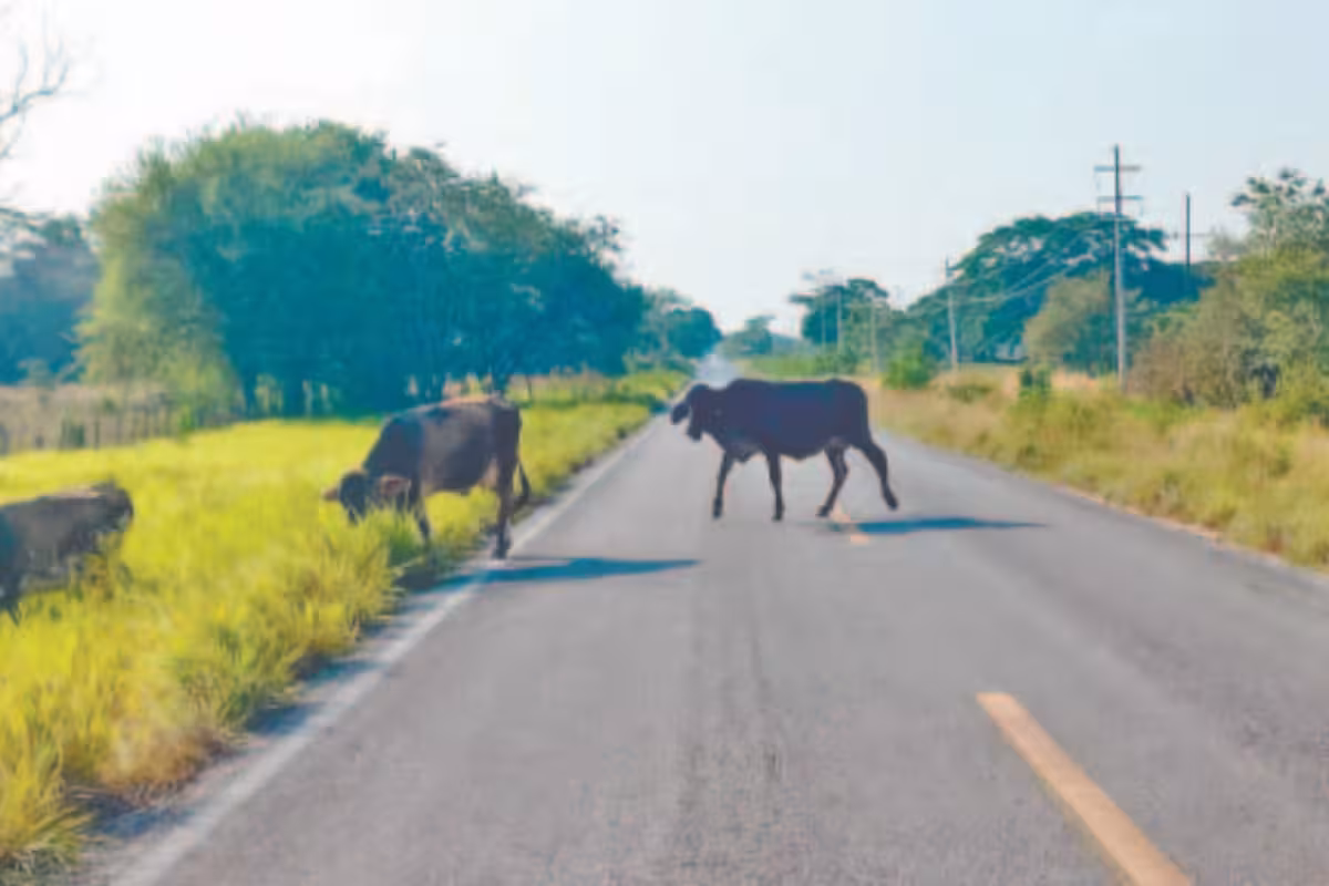 Ganado suelto pone en riesgo a automovilistas en carreteras de ...