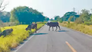 Conductores piden a ganaderos encerrar a sus animales en los potreros.
