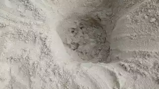   Desova la primera tortuga de la temporada en el malecón de Progreso  