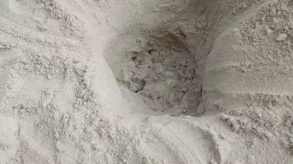 Se detecta la presencia de un quelonio depositando sus huevos en el malecón de Progreso Se detecta la presencia de un quelonio depositando sus huevos en el malecón de Progreso
