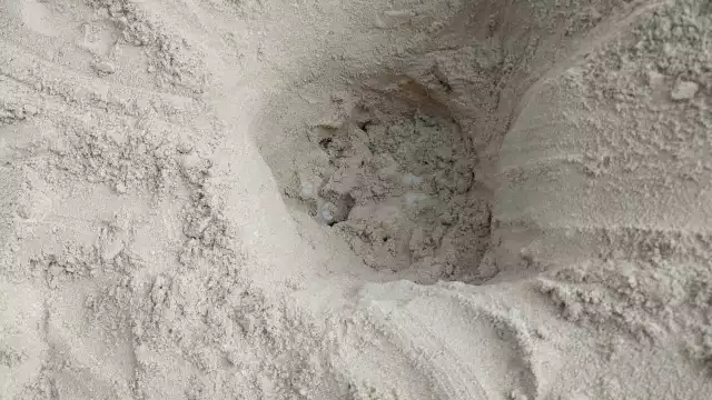 Se detecta la presencia de un quelonio depositando sus huevos en el malecón de Progreso