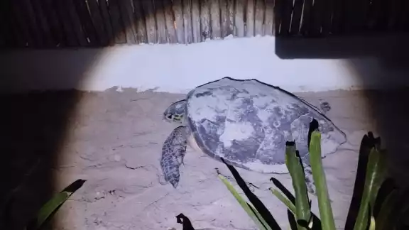 La tortuga carey se encontraba en perfecto estado de salud La tortuga carey se encontraba en perfecto estado de salud