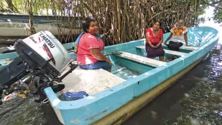 Manglar de Yucatán pierde terreno: 2 mil 725 hectáreas desaparecieron en cinco años y otras 3 mil 303 presentan árboles muertos