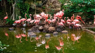 Seis nuevos flamencos fortalecen los esfuerzos de conservación en el Zoológico Animaya