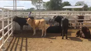 Productores de Yucatán registran pérdidas por el filtro contra el Gusano Barrenador de Ganado