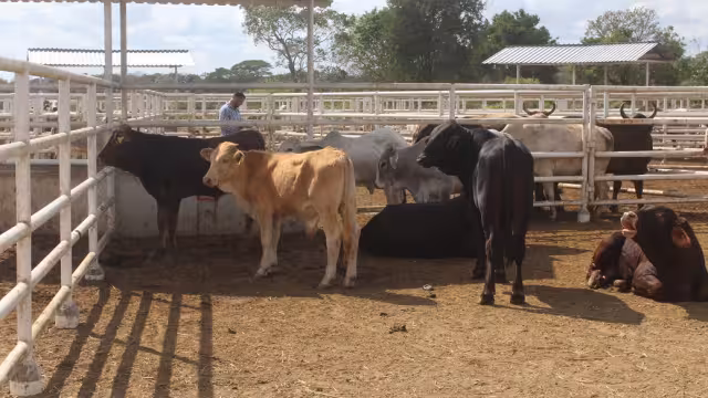 Ejemplares pierden peso en el cerco sanitario de Catazajá, tras una revisión que dura de 15 a 20 horas