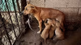 Crueldad animal: perrita y cachorros rescatados en Campeche