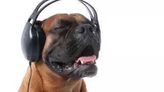 ¿La música protege a los animales ante el paso de un huracán? Esto sabemos