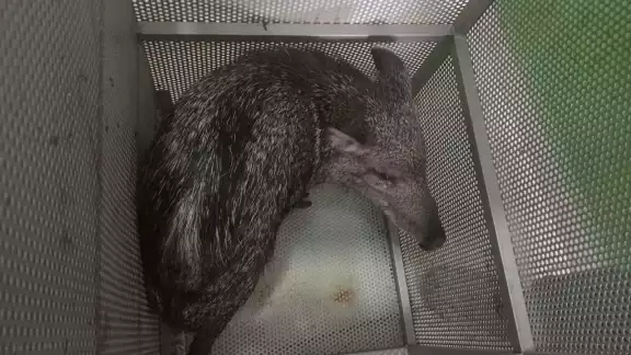 Los pecaríes ingresaron a un predio abandonado lleno de maleza