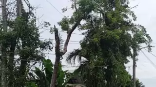Un árbol de gran tamaño se quebró y al caer se quedó enredado en los cables de energía eléctrica