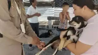 Secretaría de Salud anuncia jornada intensiva de vacunación antirrábica en Campeche