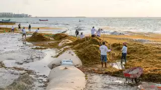 Sargazo “invade" costas del Caribe Mexicano; se esperan más de 20 mil toneladas de macroalga