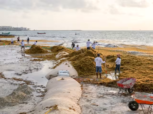 En Playa del Carmen, en El Recodo, se intensificó el recale, aunque Zofemat lo combatió