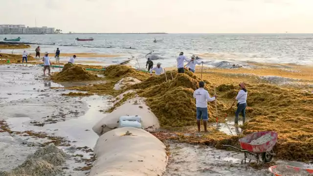 En Playa del Carmen, en El Recodo, se intensificó el recale, aunque Zofemat lo combatió
