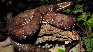 Alarma el avistamiento de una huolpoch en Peto