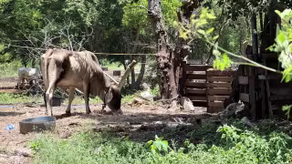 Bajan los contagios de gusano barrenador en Yucatán: detectan solo 33 en la última semana