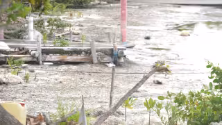 Ambientalistas alertan daños irreversibles en manglares de Cozumel por aguas residuales