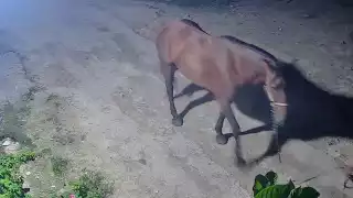 Misterioso robo de caballo en Escárcega: dueña pide ayuda para localizarlo