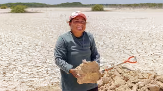 Manglares de Sisal renacen: restauran 170 hectáreas y siembran 30 mil plantas