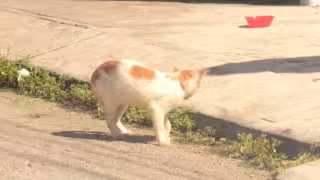 Cancún enfrenta crisis por 180 mil perros callejeros
