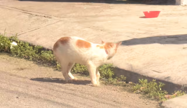 Animalistas advierten: fenómeno del abandono sigue creciendo