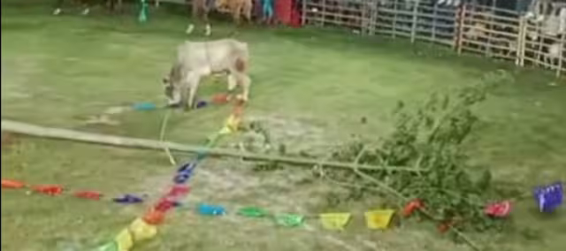 El desplome del ceibo fue interpretado como un mal augurio para el desarrollo de las celebraciones