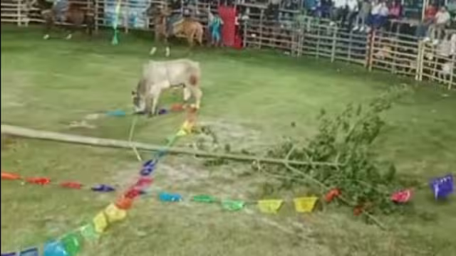 El desplome del ceibo fue interpretado como un mal augurio para el desarrollo de las celebraciones