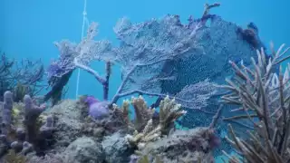 Isla Contoy en una lucha de cuatro años por la falta de arrecifes de coral
