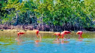 Registran a más de 5 mil aves acuáticas en el Litoral de Yucatán
