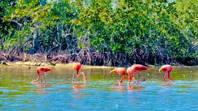 Se contabilizaron a al menos 66 especies de aves en la ría