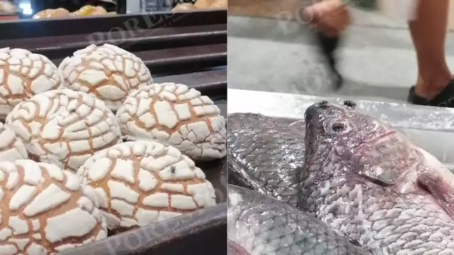 La presencia de dichos insectos puede causar enfermedades gastrointestinales o intoxicaciones, al transportar bacterias y otros microorganismos.