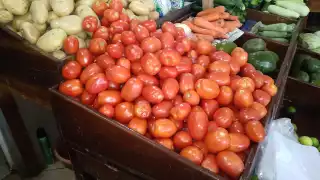   Precio del tomate se dispara en Hopelchén; se vende hasta en 50 pesos el kilo   