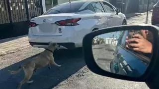 Hombre abandona y agrede a un perrito en la colonia Pensiones de Mérida 