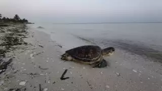 Construcción de bardas, hoteles y jaurías de perros ponen en peligro a las tortugas marinas en la costa de Yucatán