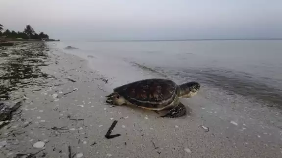 Las playas de Progreso, Chuburná, El Cuyo, Las Coloradas, Celestún, Sisal y de este puerto son puntos para la anidación