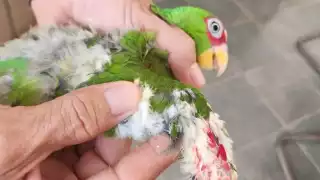 El proyecto indicó que es necesario que aumenten las penas mínimas para traficantes con el objetivo de inhibir la captura de loros