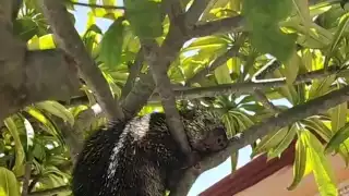 Auxilian a Puerco Espín en peligro sobre la colonia Jardines de Chetumal