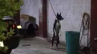 El maltrato animal también se presenta dentro de hogares por dueños negligentes.