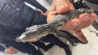 Capturan un cocodrilo en la estación Balderas del Metro de la CDMX