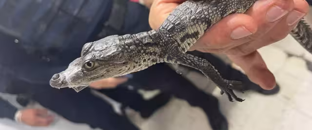 El cocodrilo deambulaba en la estación Balderas de la Línea 3