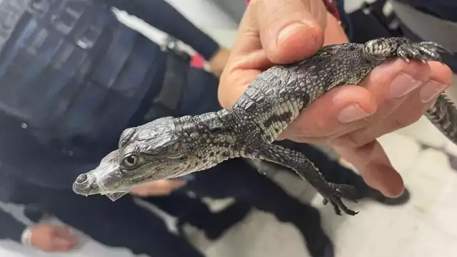El cocodrilo deambulaba en la estación Balderas de la Línea 3