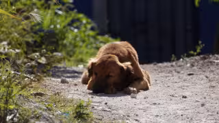 Campeche acumula 836 casos de gusano barrenador; caninos, segunda especie más afectada